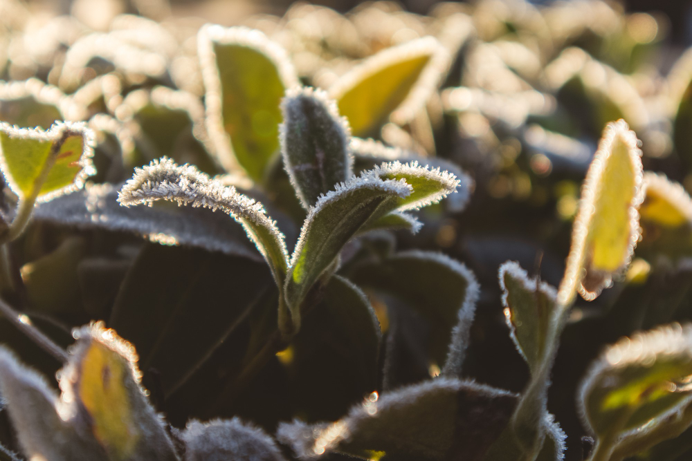 zabezpieczenie ogrodów na zimę Wybieraj rośliny, które są odporne na chłody i dobrze znoszą warunki zimowe. Wiele roślin ma ozdobne liście lub formy, które wyglądają atrakcyjnie również zimą.